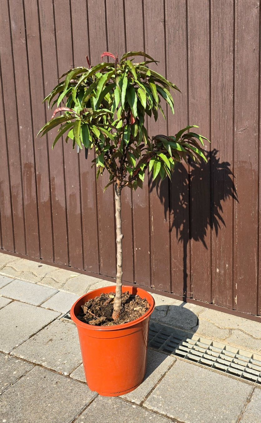 Piante & sementi: Nektarine Prunus nucipersica – Usato da Aarburg venduto da popkorn65 1