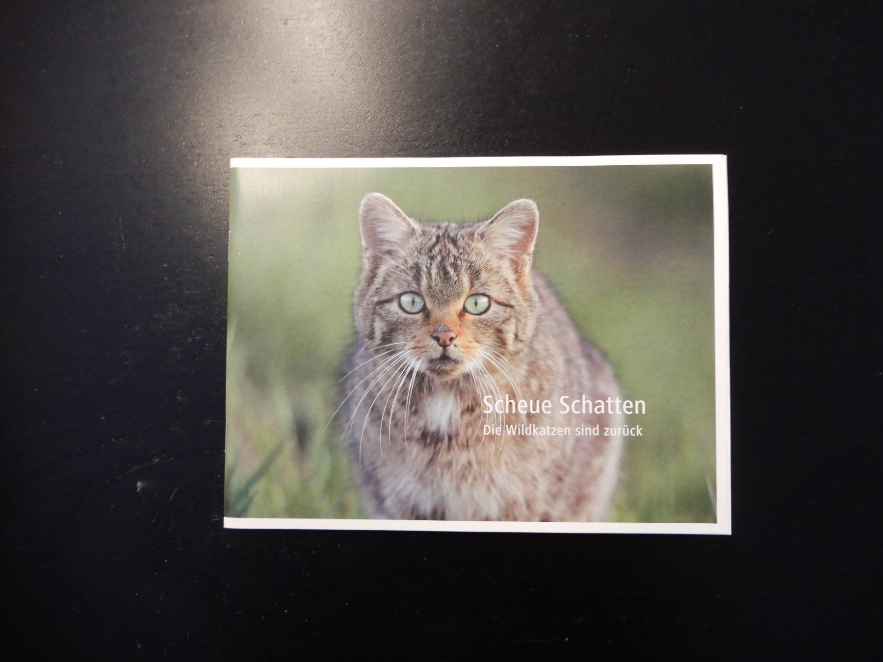 Libri: Wildkatzen Broschüre: Scheue Schatten – Usato da Erstfeld venduto da Mario_boe0