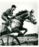 Vintage Willy Hinck,Reiten,Reitsport,TOP