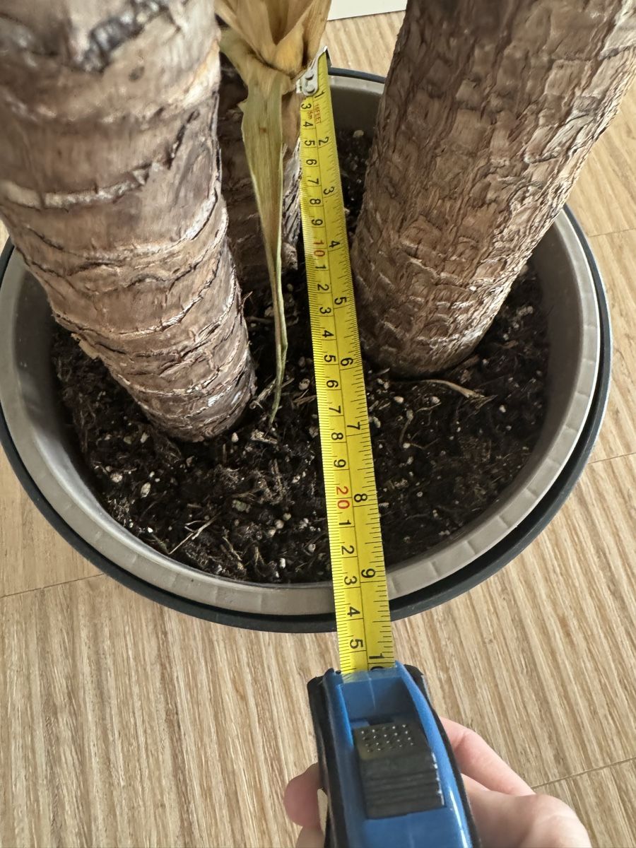 Pflanzen & Samen: Schöne Yucca Palme 140cm – Gebraucht aus Naters von zynetic 4