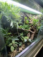 Verkaufe Terrarium komplett 120 x 80 x 60 cm