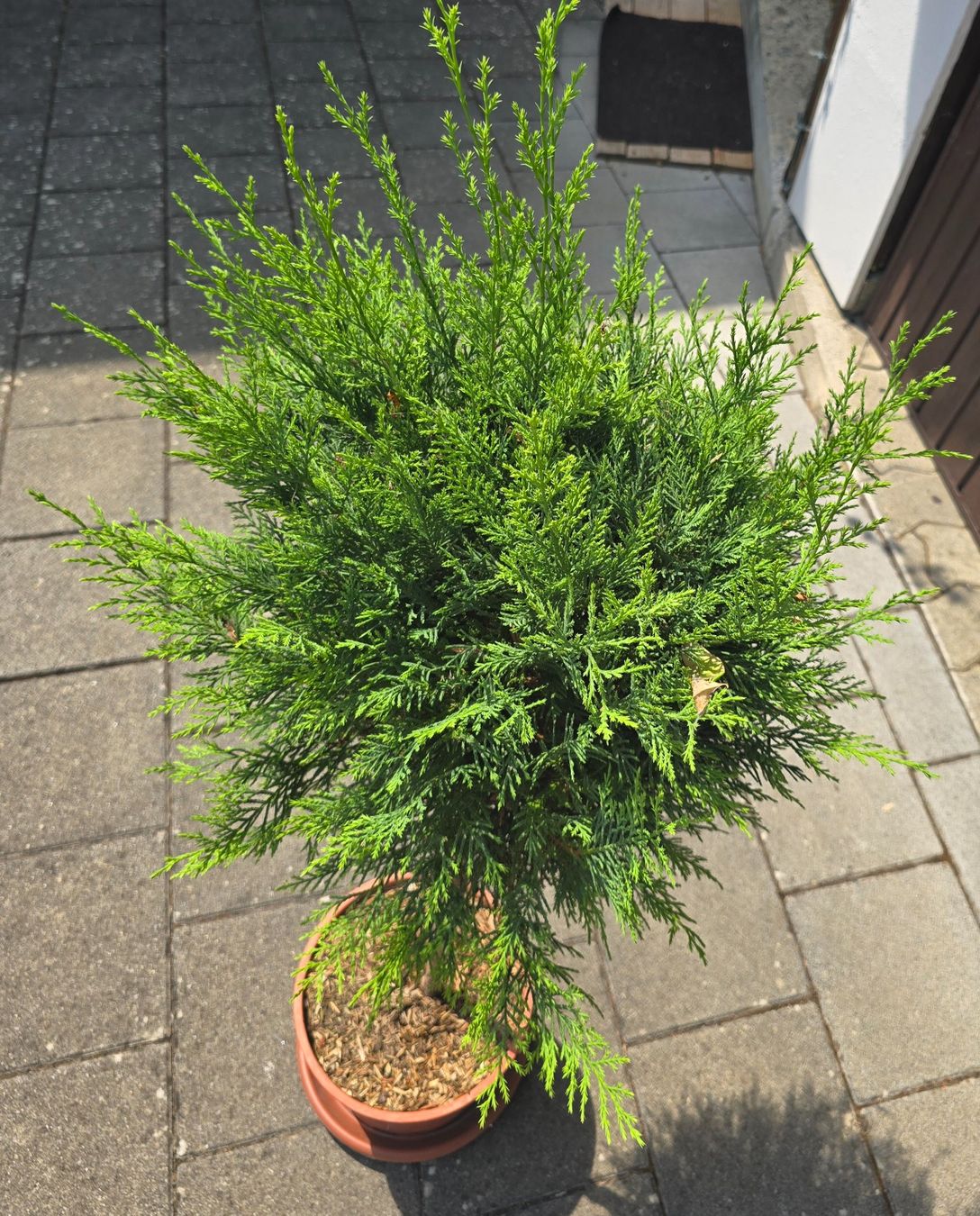 Piante & sementi: Mediterranes Zypressen Stämmchen – Nuovo (secondo la descrizione) da Aarburg venduto da popkorn65 4