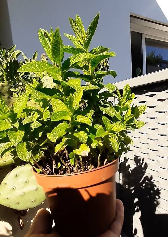 Plantes & graines: Echte Marokkanische Pfefferminze Bio – Neuf avec emballage d'origine à Kreuzlingen par Vwpassat6 1