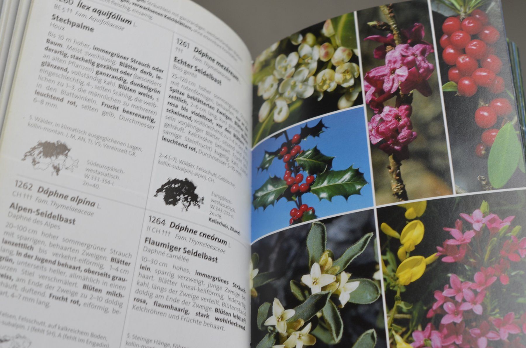Libri: Flora des Kantons Bern – Usato da Renan BE venduto da myc_l5d6 3