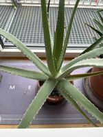 Aloe Vera plants, verschiedene Grössen.🪴🌵🌿
