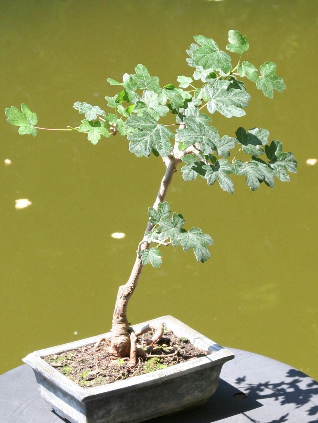 Piante & sementi: BONSAI  -  Feldahorn – Usato da Gretzenbach venduto da Sikim 2