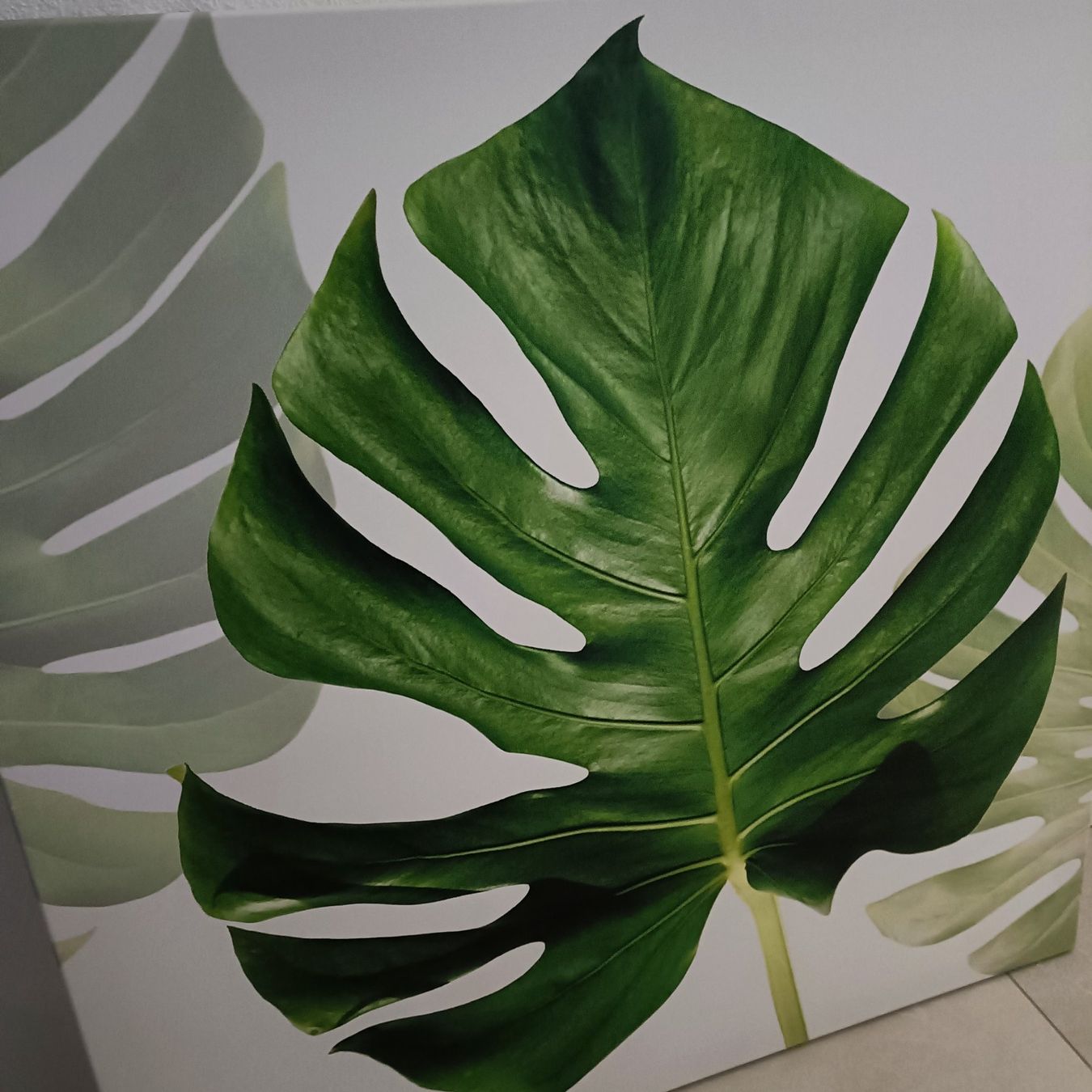 Foto & Immagini: Grosses Bild Monstera Blatt – Usato da Attelwil venduto da mike2882