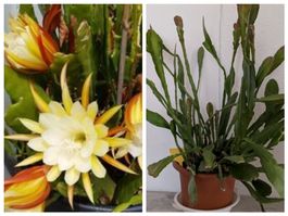 Epiphyllum Blattkaktus Orchideenkaktus cremweiss-gold Stock