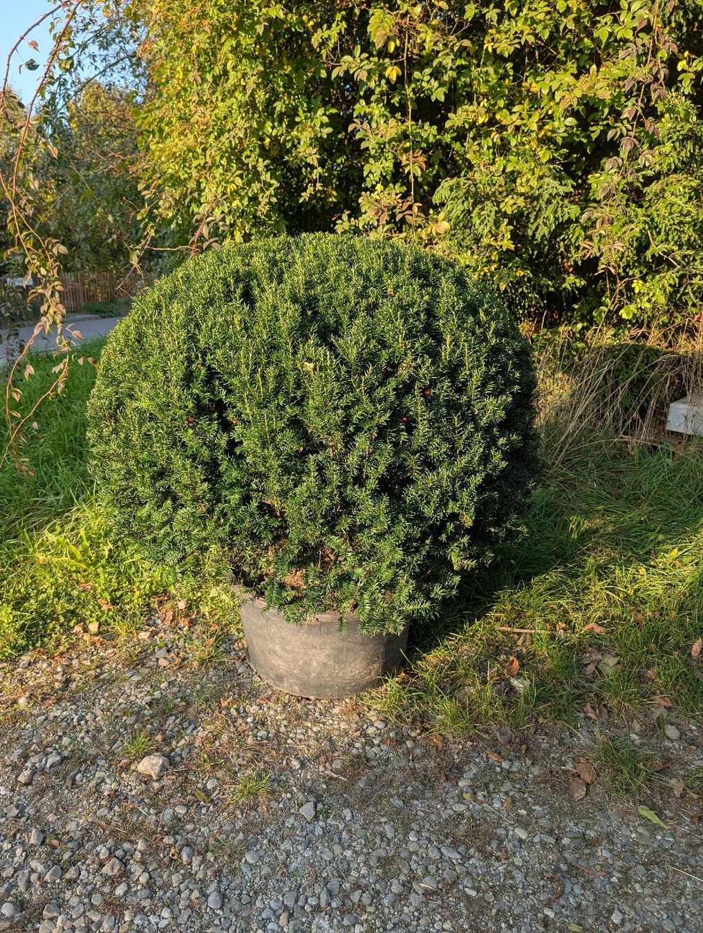 Piante & sementi: Grosse Eibe Kugel im Topf, Taxus baccata – Nuovo (secondo la descrizione) da Hendschiken venduto da Mibi_100