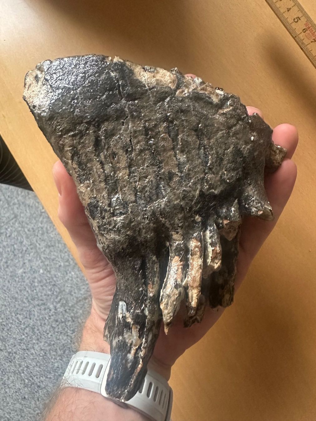 Fossili: Mammutzahn – Usato da Bussnang venduto da Tatzfatz 3