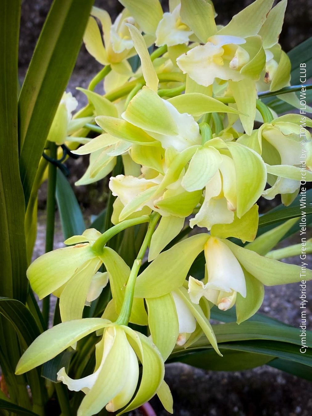 Piante & sementi: Cymbidium Hybride Tiny Green-Yellow-White Orchidee – Nuovo e nell'imballaggio originale da Adliswil venduto da astom369 7