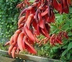 ARBRE CORAIL (erythrina crista-galli) 5g