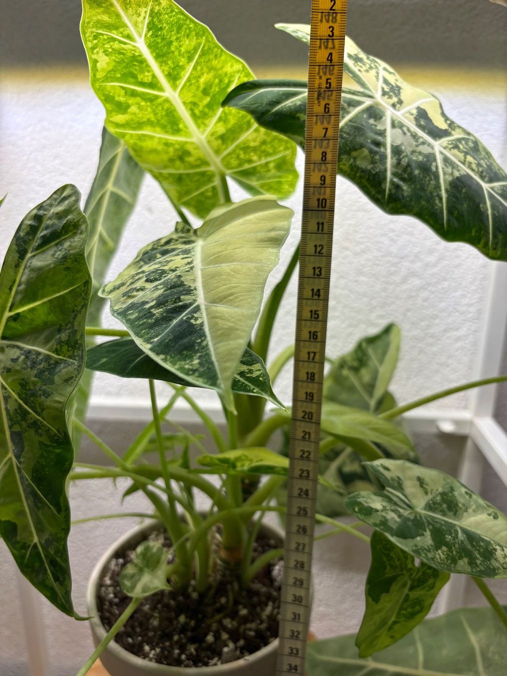 Piante & sementi: Alocasia Micholitziana 'Frydek' – Usato da Bonstetten venduto da sam_jt9j 3