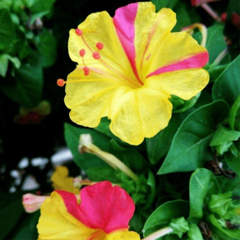 Piante & sementi: WUNDERBLUME Mirabilis Jalapa / 5 Samen / DUFTEND – Nuovo (secondo la descrizione) da Hinteregg venduto da ERFOLG78 3