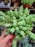 XL Topf D: 20 cm Sedum "Burrito" H: 10-20 cm im aus Mexiko