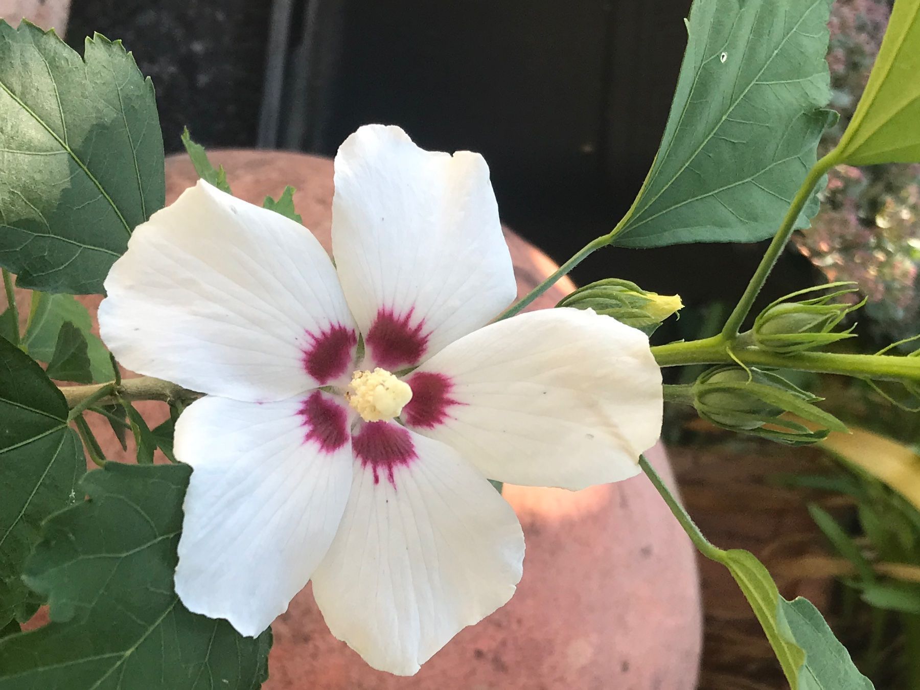 Piante & sementi: HIBISKUS - STRAUCH - EIBISCH - WEISS ODER LILA CA 50 CM – Nuovo (secondo la descrizione) da Buchs AG venduto da fischli610 4