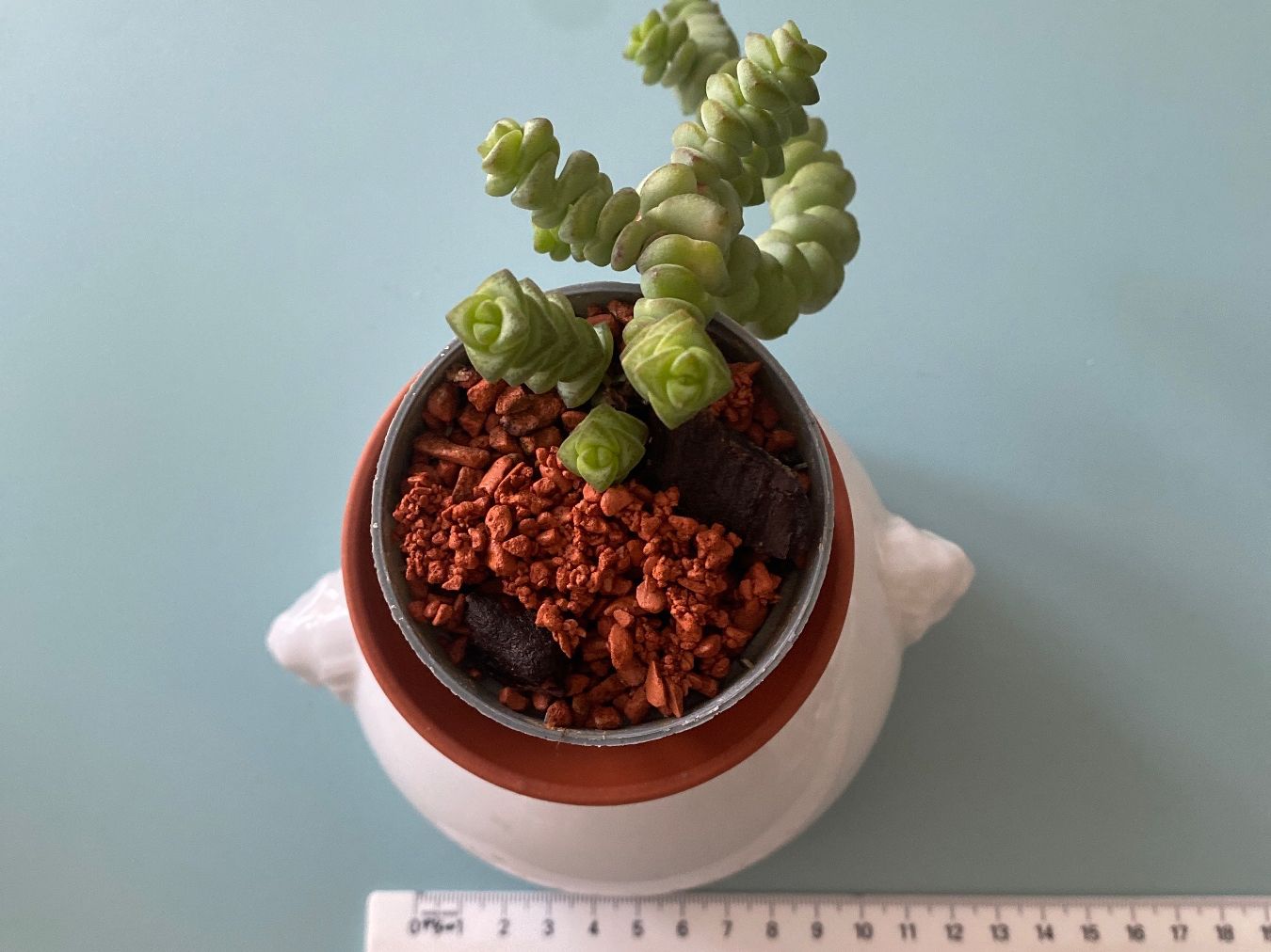 Plantes & graines: Felsendickblatt Sukulente ' Crassula' 5 – Neuf (Voir description) à Zürich par echt01 1