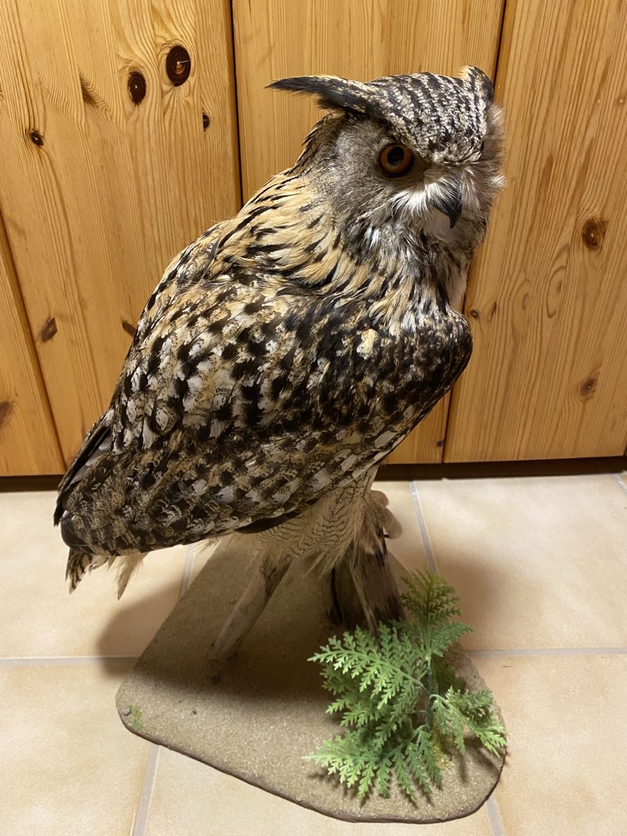 Welt der Tiere: Uhu – Gebraucht aus Castiel von gamsli1000
