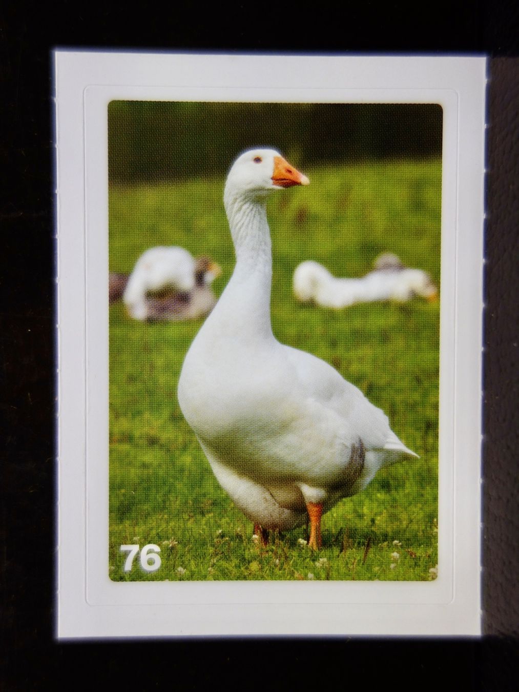Migros Sammelbilder & Trading cards: MIGROS MANIA Nature Detectives Nr. 76 – Neu und originalverpackt aus Kerzers von djstarsky73