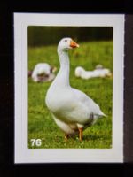 MIGROS MANIA Nature Detectives Nr. 76