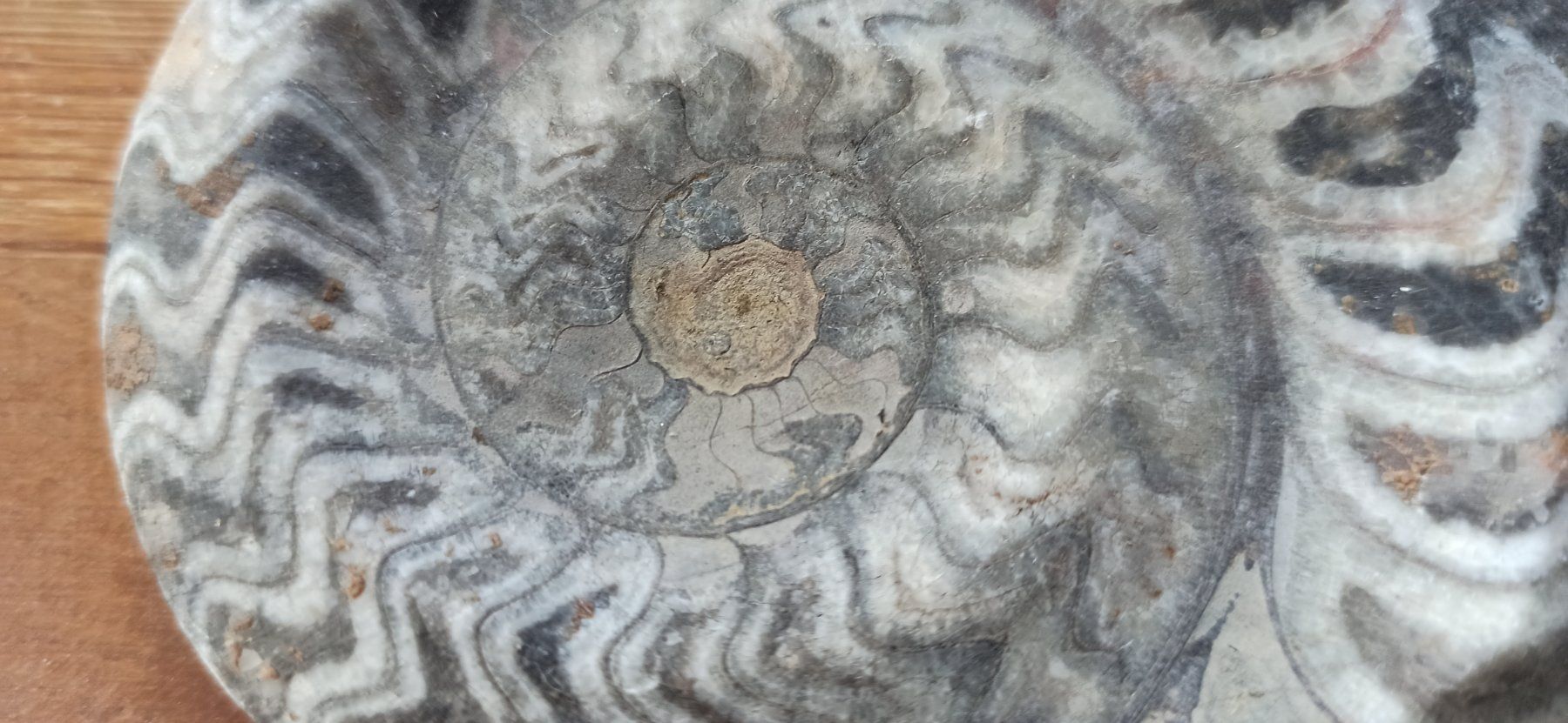 Fossili: Versteinerung Fossilien – Usato da Luzern venduto da Hherger 1