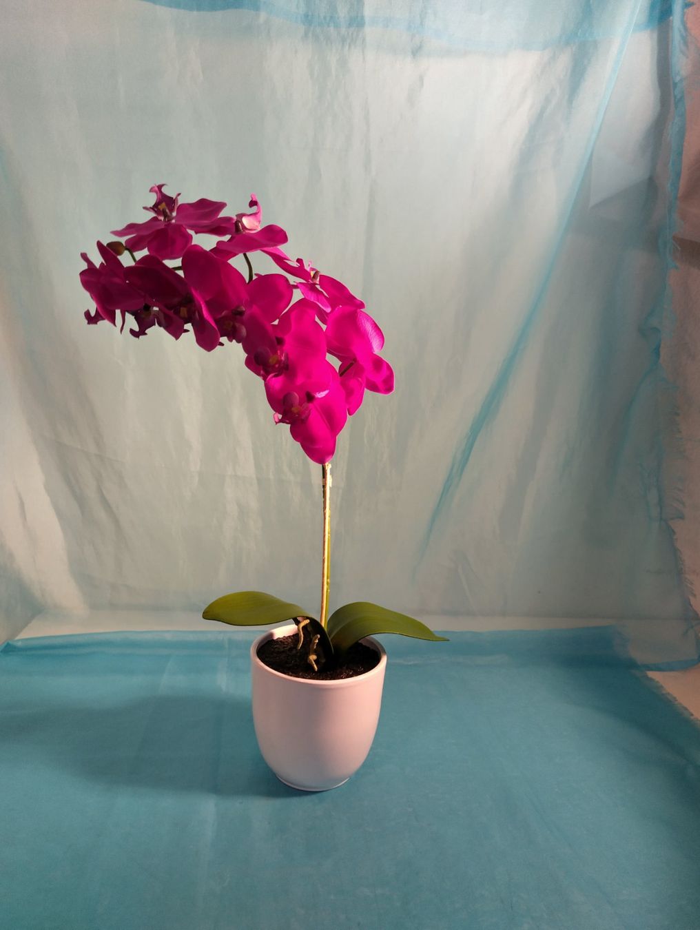 Piante & sementi: Phalänopsis, violett, im Topf, H: 52cm – Nuovo (secondo la descrizione) da Bellach venduto da JingleCherry