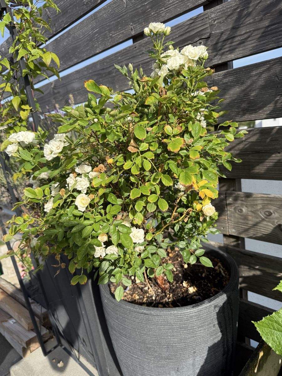 Piante & sementi: Rosen Stämmchen weiss (ohne Topf) – Usato da Schlieren venduto da Schnaepliparadies 4