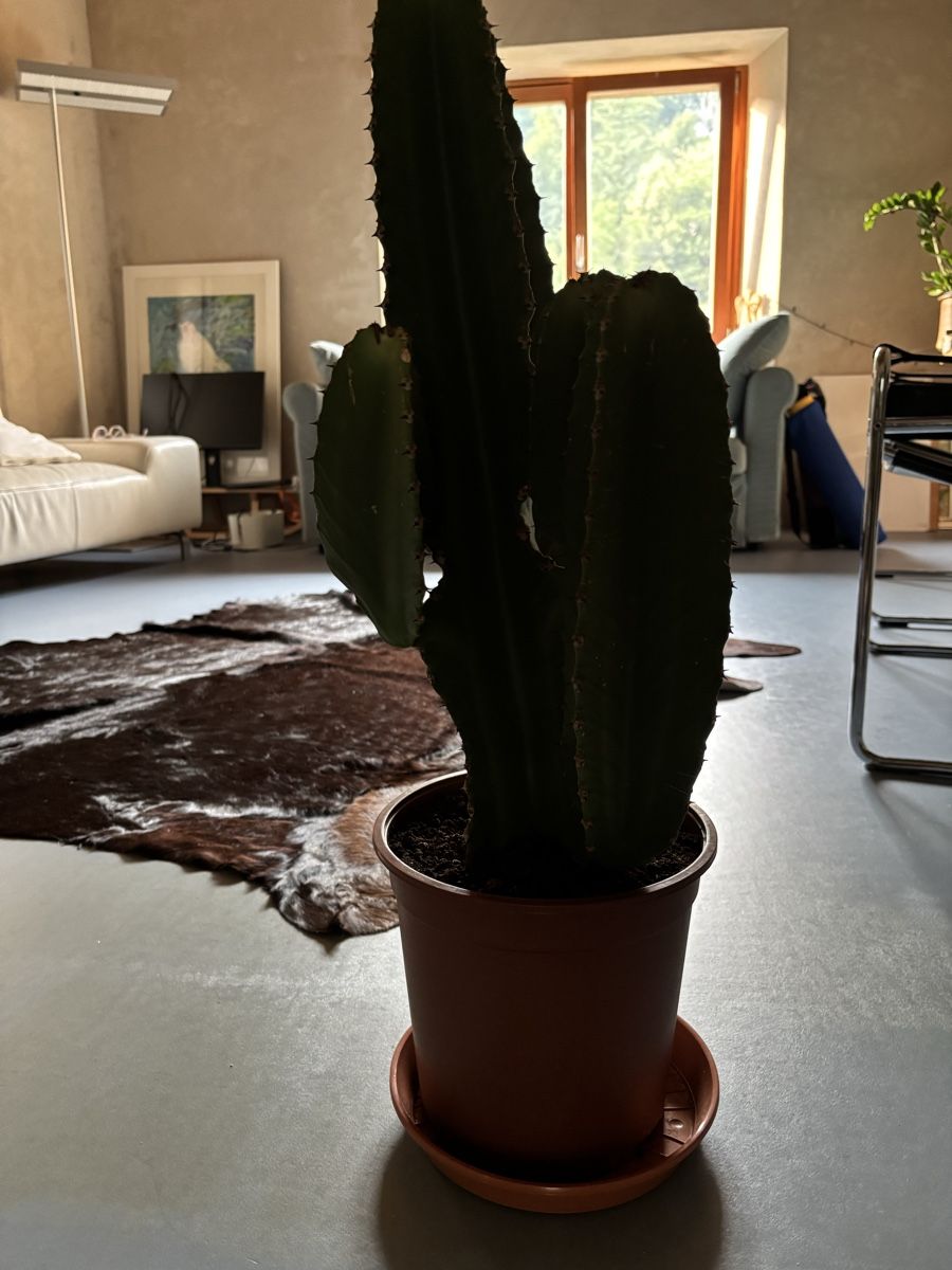 Plantes & graines: Cactus in vaso, pianta da interno cm 55 – D'occasion à Muzzano par mhf_zrj6 3