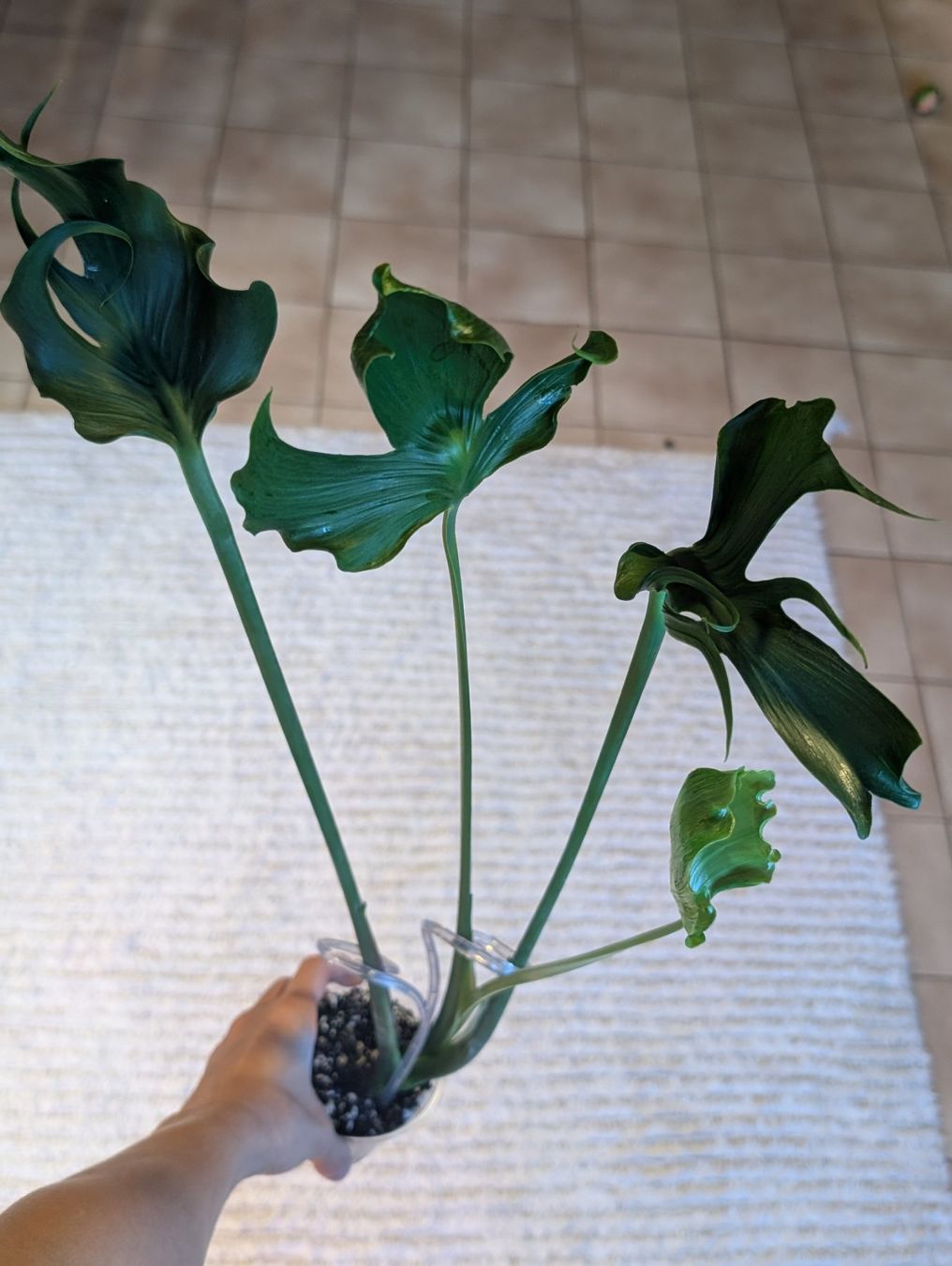 Piante & sementi: Monstera Deliciosa Unniiae – Nuovo (secondo la descrizione) da Faulensee venduto da plantmama 4