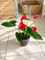 Anthurium Pflanze rot im Topf top Zustand!🌿✨