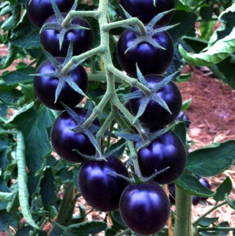 Piante & sementi: Kirsch TOMATE Black Cherry, Cocktailtomate / 5 Samen – Nuovo (secondo la descrizione) da Hinteregg venduto da ERFOLG78