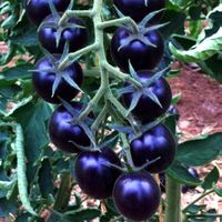 Kirsch TOMATE Black Cherry, Cocktailtomate / 5 Samen