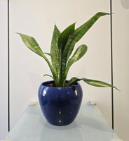 Pflanze Sansevieria / Bogenhanf 35 cm inklusive Keramiktopf