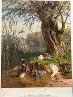 Lithographie 1876 - Entenleben am Starnbergersee, Enten