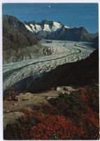 MÖREL Naturschutzgebiet Aletschwald, Aletschgletscher