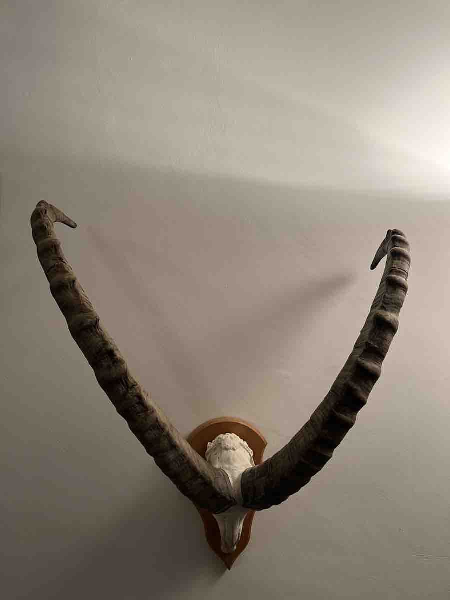 Sonstiges zum Sammeln & Seltenes: Steinbock Trophäe – Gebraucht aus Zuoz von wie_lvh9 1