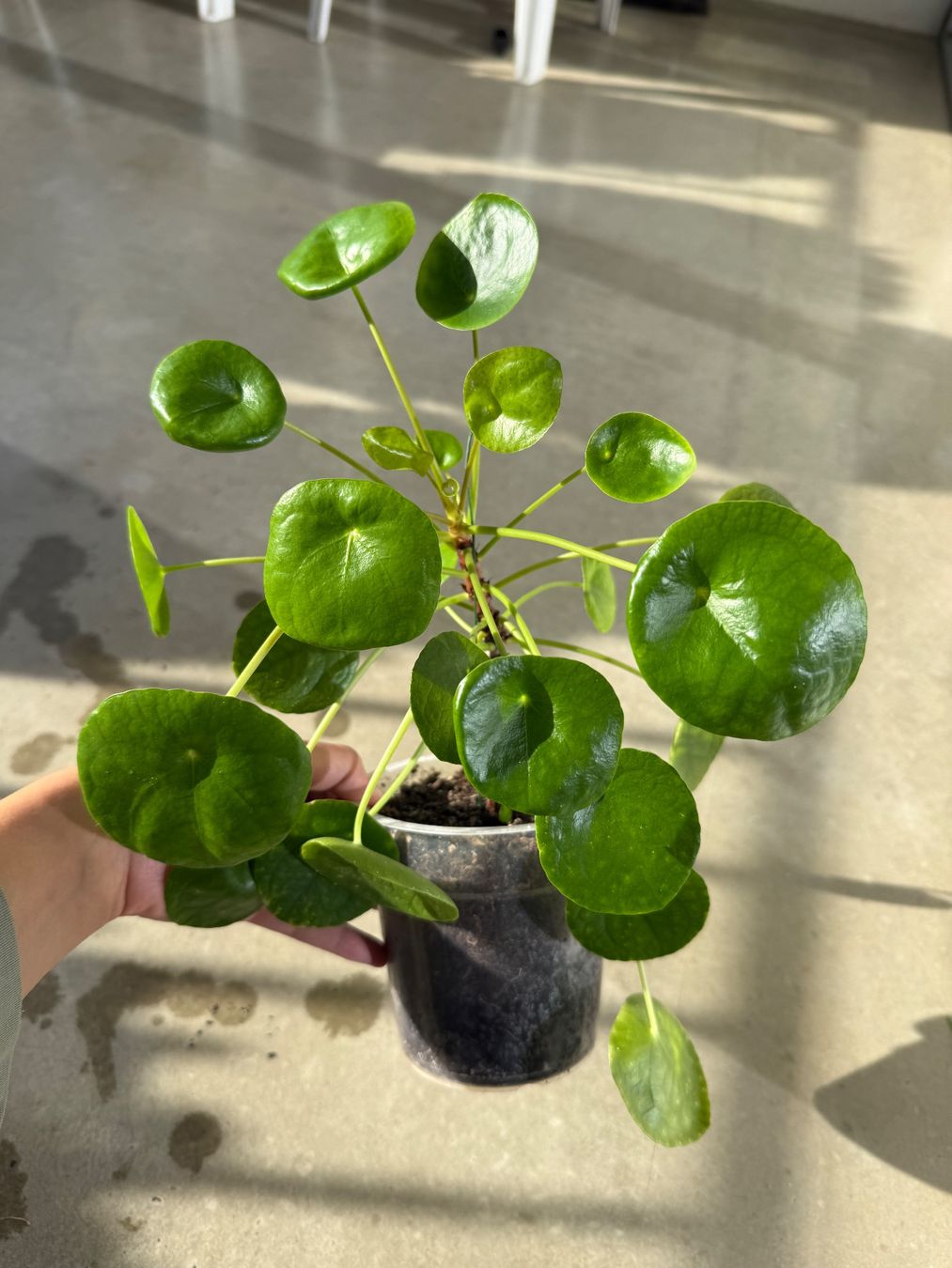 Piante & sementi: Pilea Pflanze – Usato da Bern venduto da Wil.Wayne
