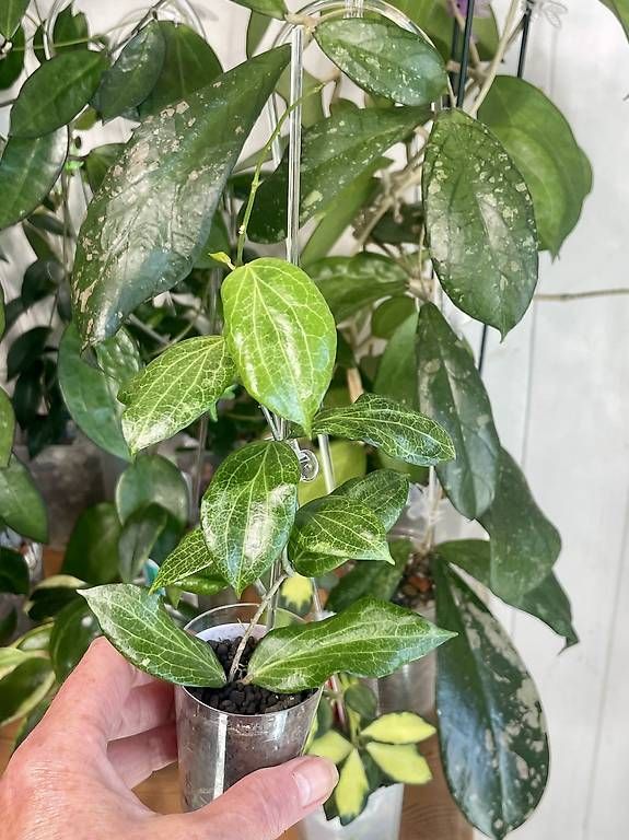 Pflanzen & Samen: Hoya fitchi orange – Gebraucht aus Schönholzerswilen von Leavylounge