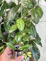Hoya fitchi orange