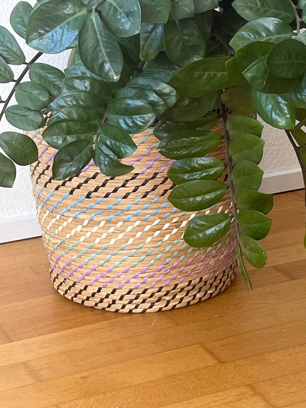 Pflanzen & Samen: Zamioculcas / Glücksfeder – Gebraucht aus Baden von Highlight1 1