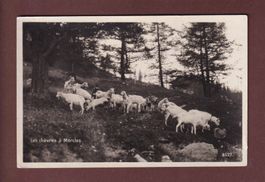 Les CHEVRES à MORCLES - Feldpost