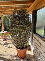 Oleander gross, 200cm mit Topf, rosa Blüten