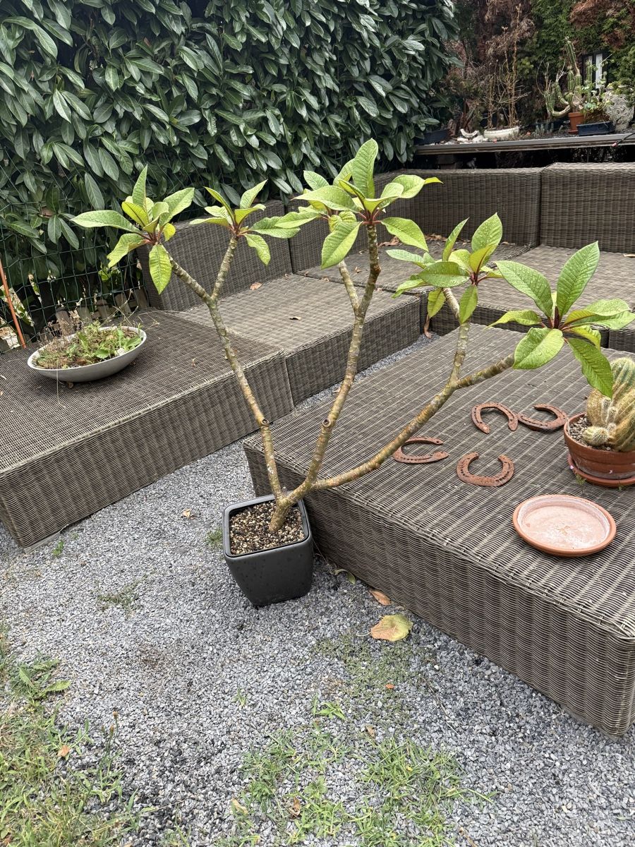 Pflanzen & Samen: Plumeria Frangipani – Gebraucht aus Niederlenz von homovenator77 1