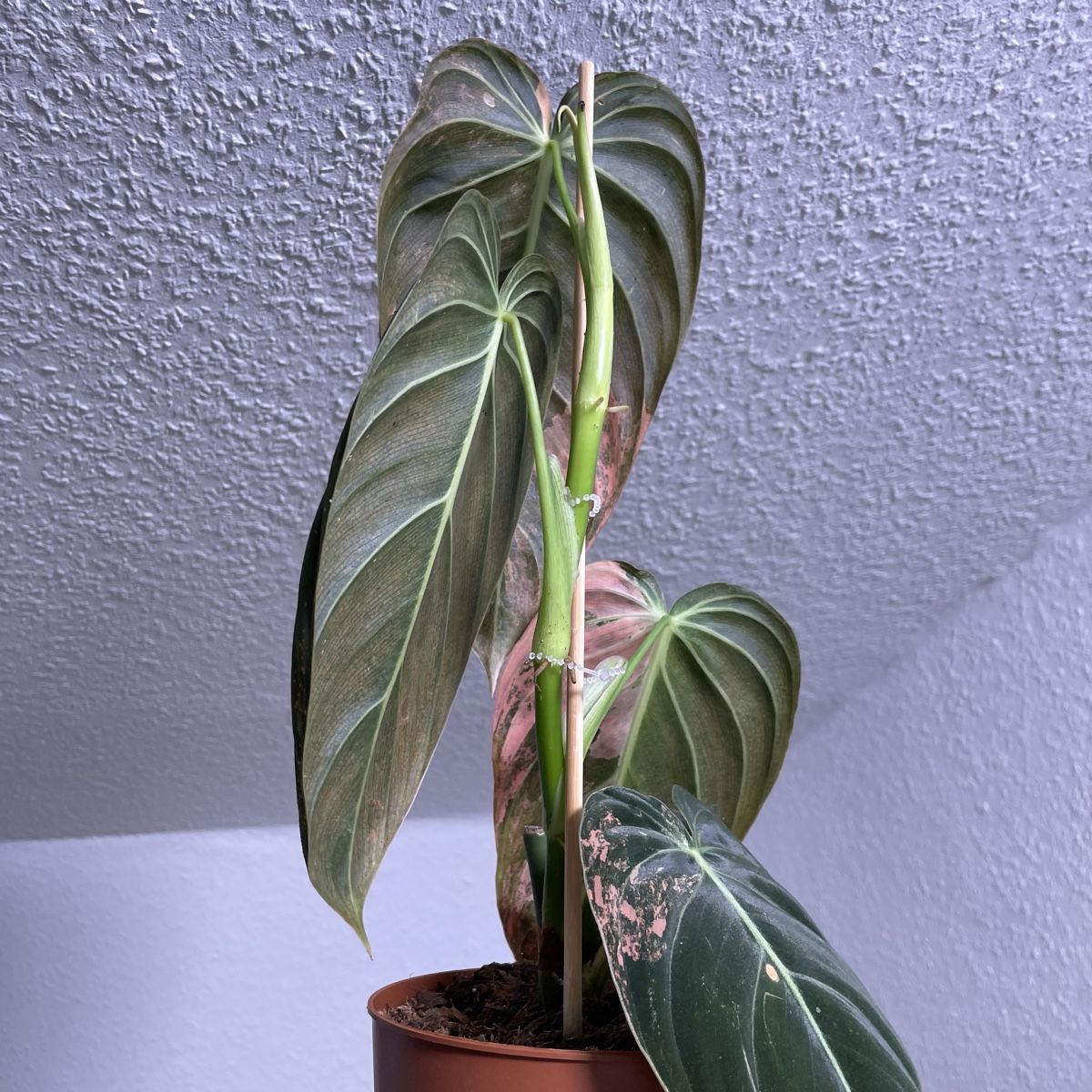 Piante & sementi: Philodendron Melanochrysum orange variegata – Usato da Suhr venduto da Planted.by.two 2