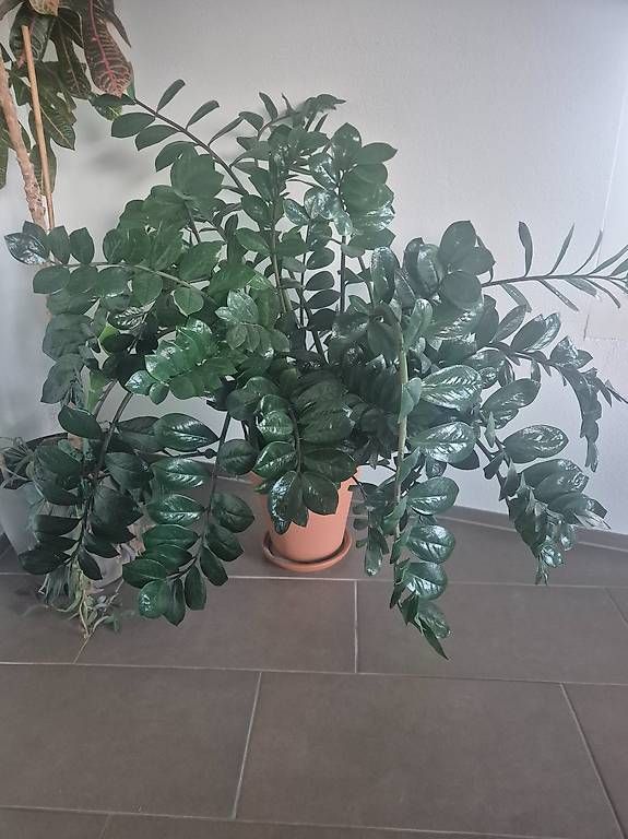 Plantes & graines: Grosse Pflanze, Glücksfeder – D'occasion à Zürich par ale_9bqs 1