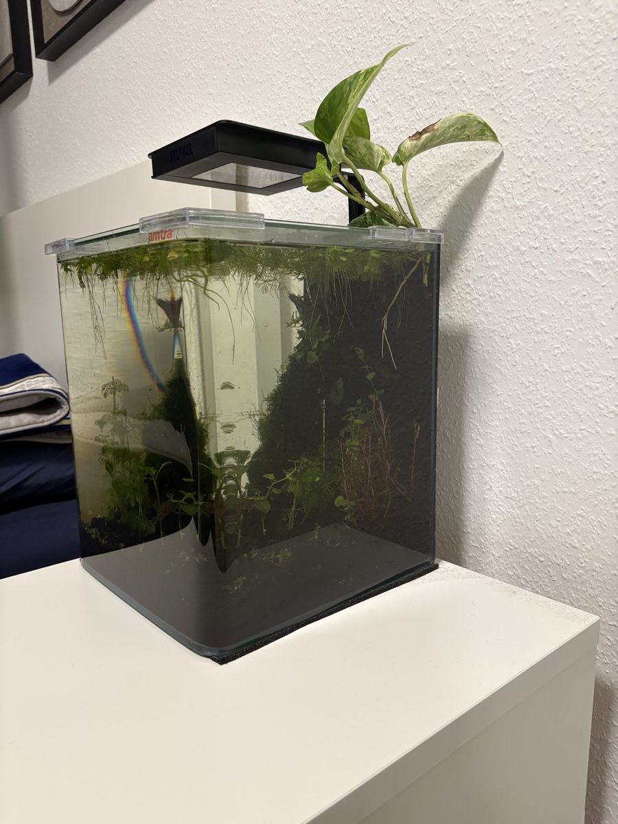 Acquari: Nano Aquarium 18L von Amtra – Nuovo (secondo la descrizione) da Olten venduto da Harushido 2
