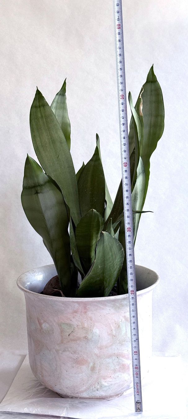 Plantes & graines: Sansevieria trifasciata 'Moonshine' – Neuf (Voir description) à Dübendorf par Orchid18 4