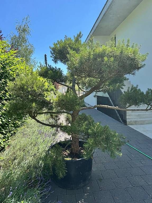 Pflanzen & Samen: formgeschnittene Föhre - Garten-Bonsai – Gebraucht aus Trimbach von mdc70 1