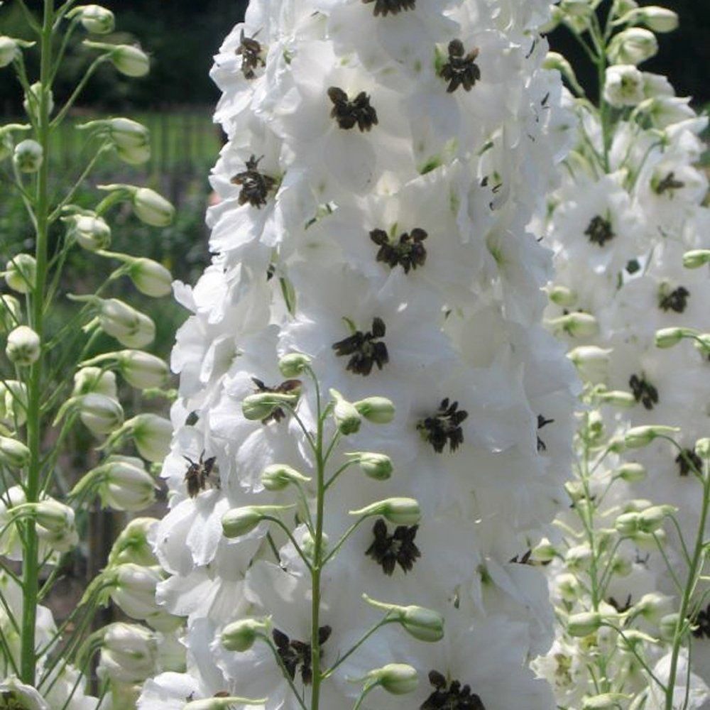 Piante & sementi: 50 Samen Rittersporn WHITE DARK BEE – Nuovo (secondo la descrizione) da Ehrendingen venduto da VerveinaSamen