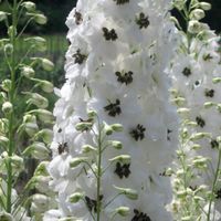 50 Samen Rittersporn WHITE DARK BEE